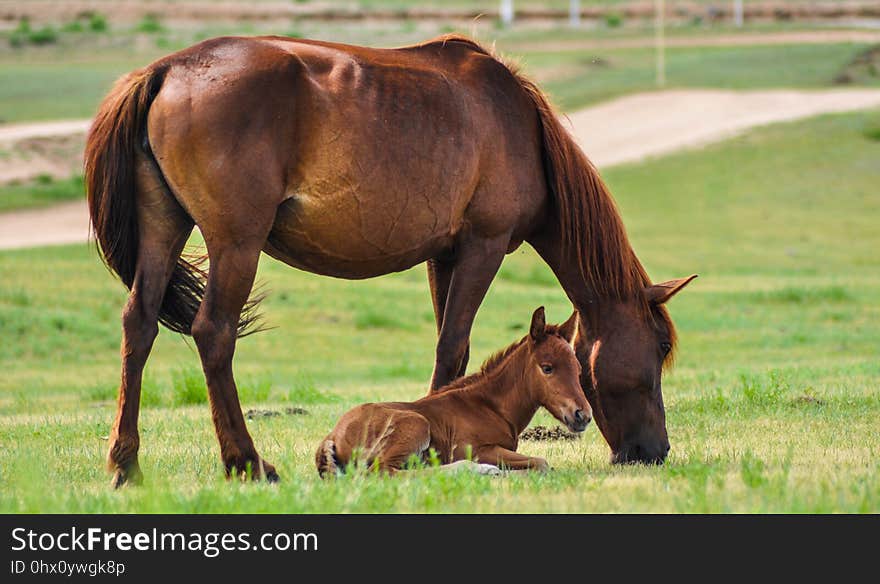 Horse, Pasture, Grassland, Grazing