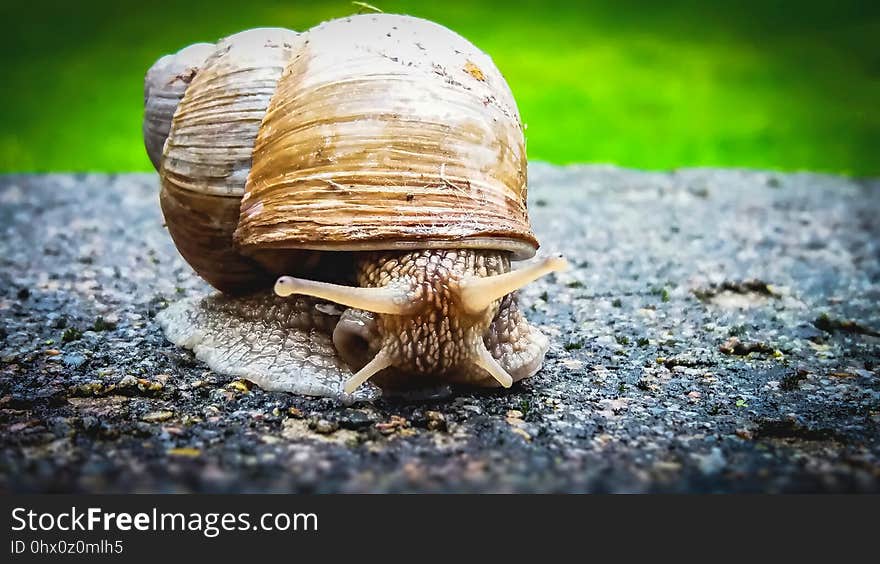 Snails And Slugs, Snail, Molluscs, Invertebrate