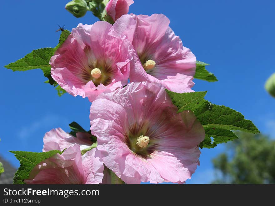 Flower, Pink, Plant, Flowering Plant