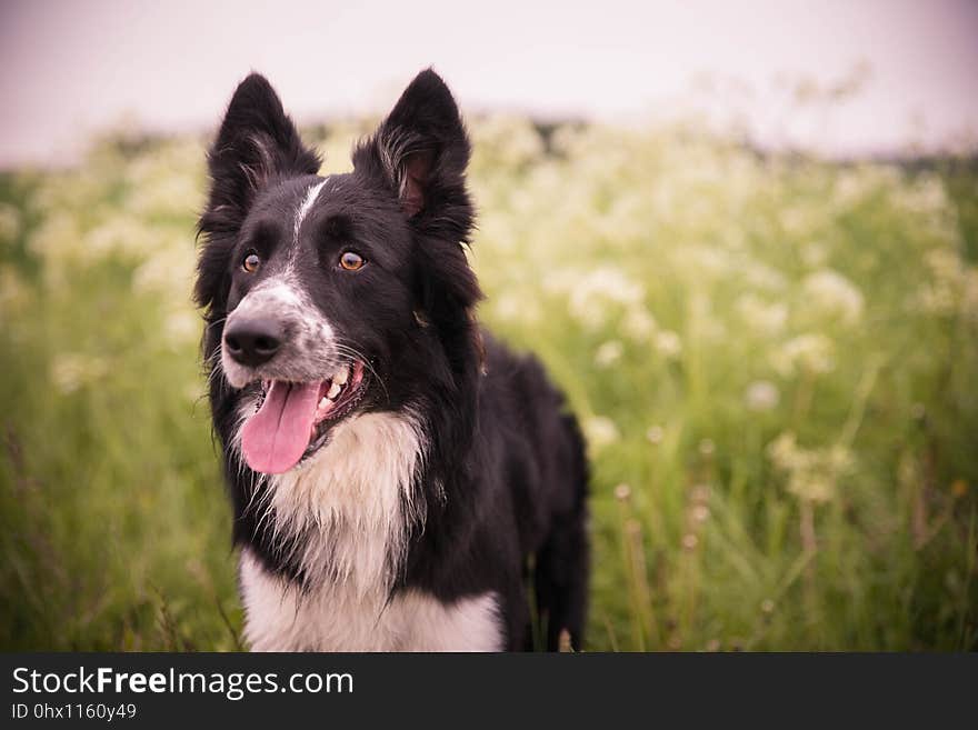 Dog, Dog Breed, Dog Breed Group, Dog Like Mammal