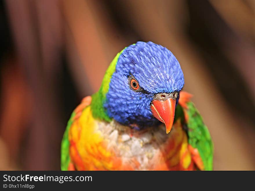 Beak, Bird, Parrot, Lorikeet