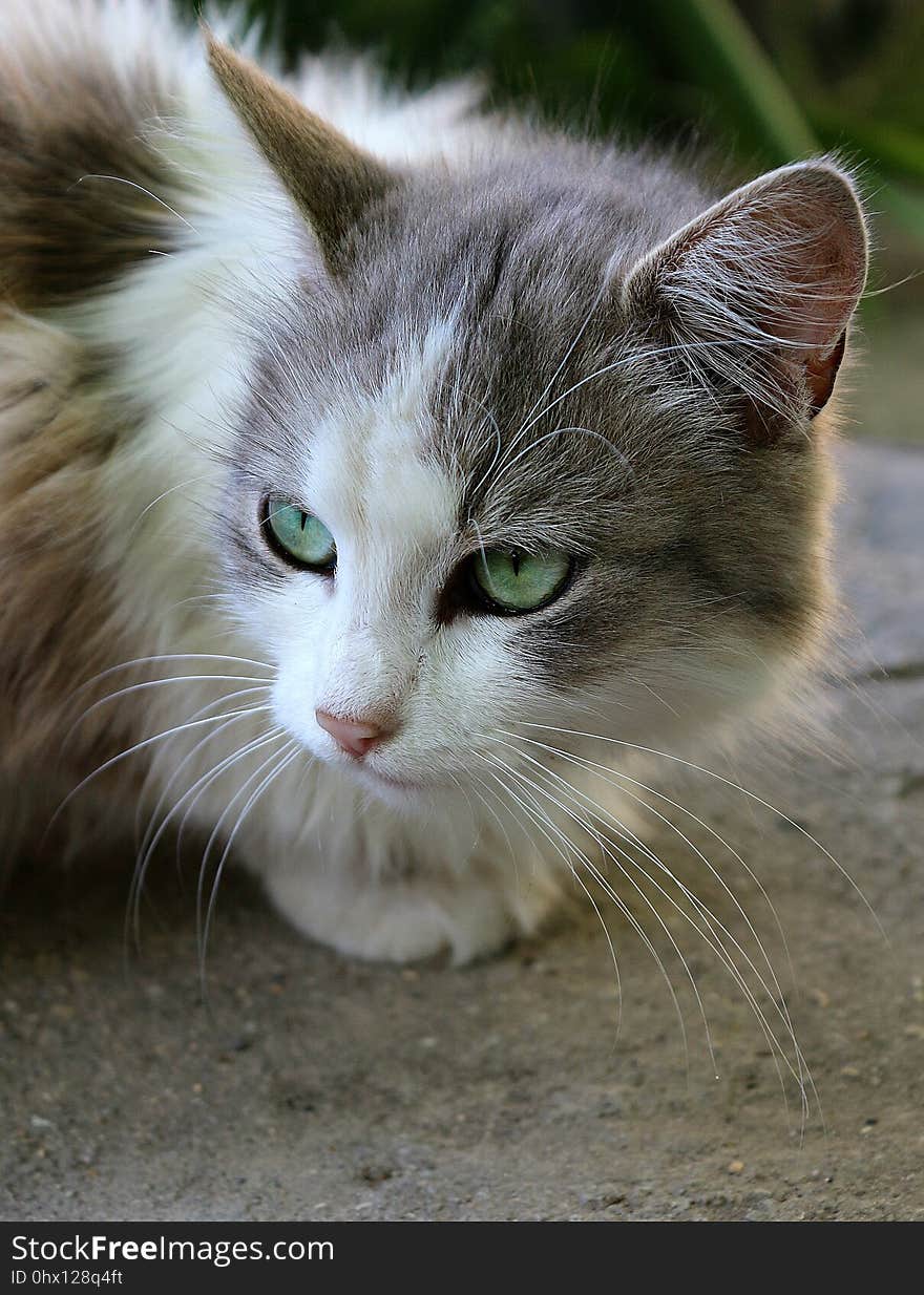 Cat, Whiskers, Fauna, Small To Medium Sized Cats