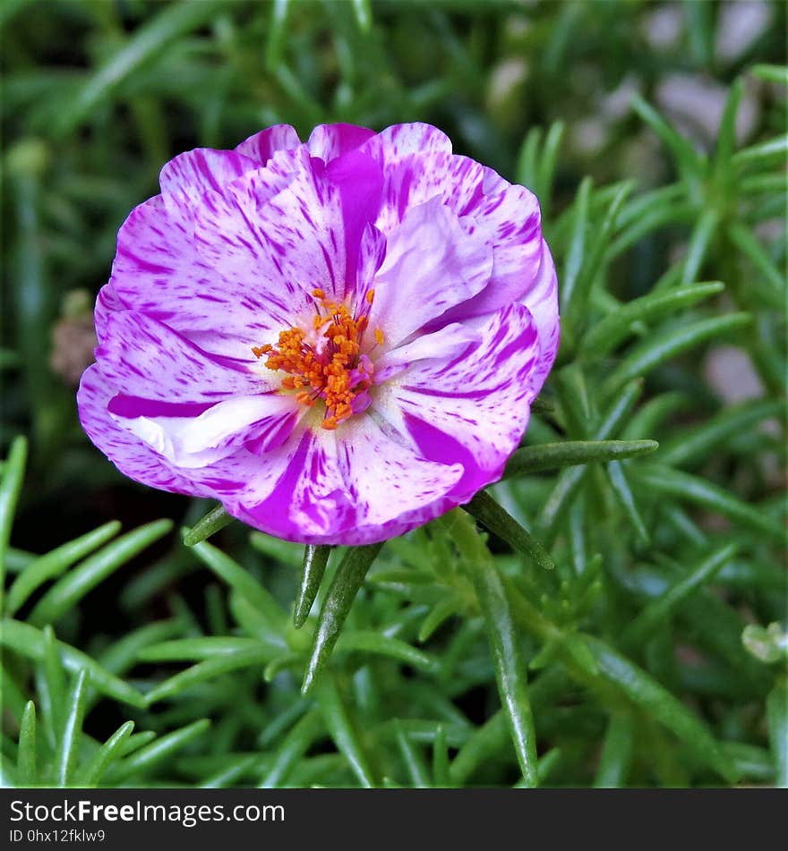 Flower, Plant, Flora, Flowering Plant