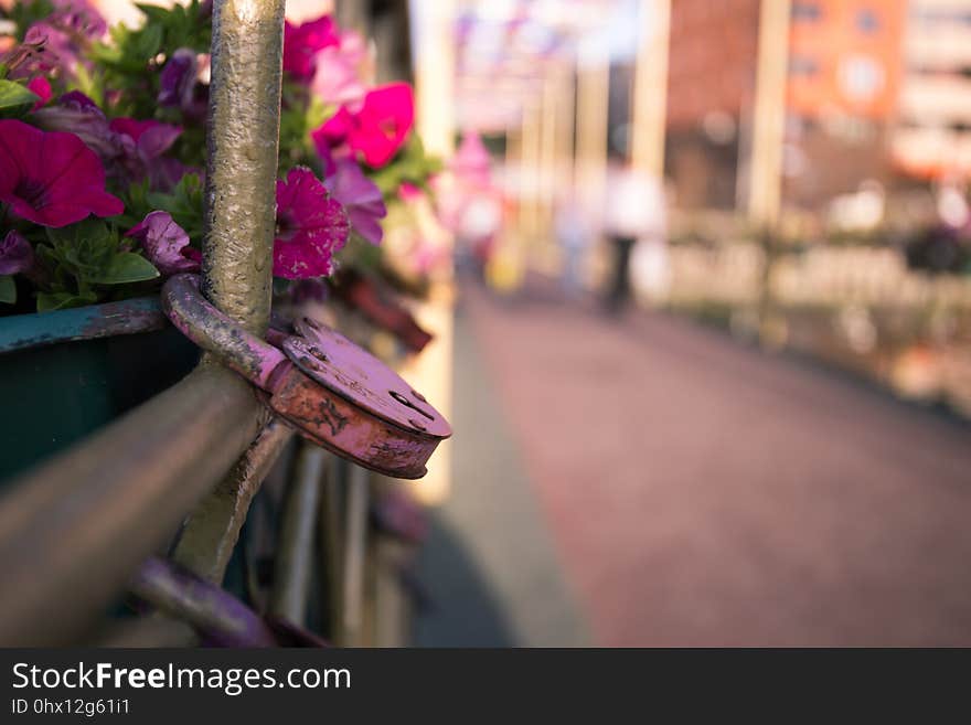 Pink, Purple, Flower, Plant