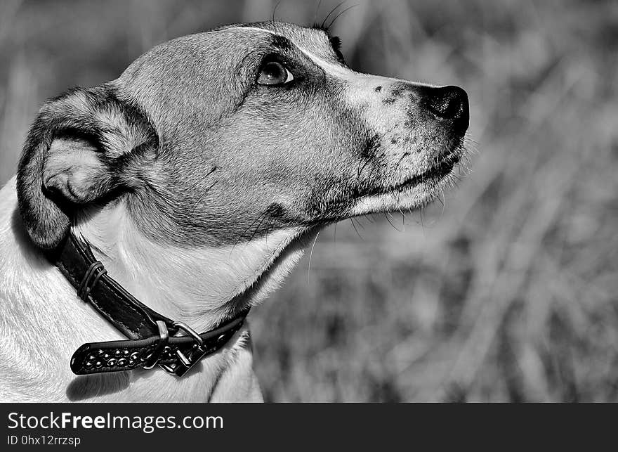 Dog, Black And White, Dog Breed, Nose