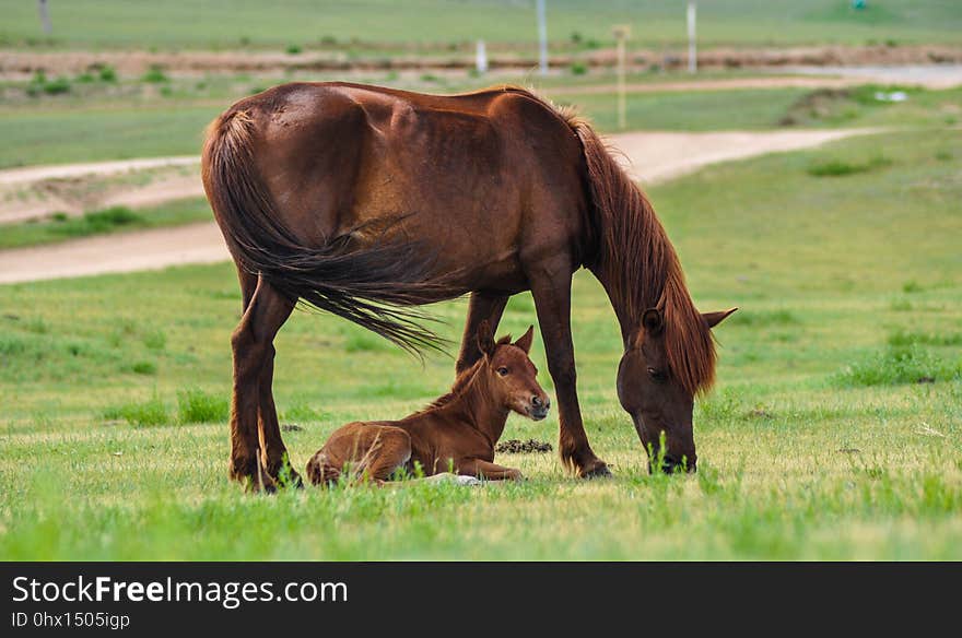 Horse, Grassland, Pasture, Ecosystem