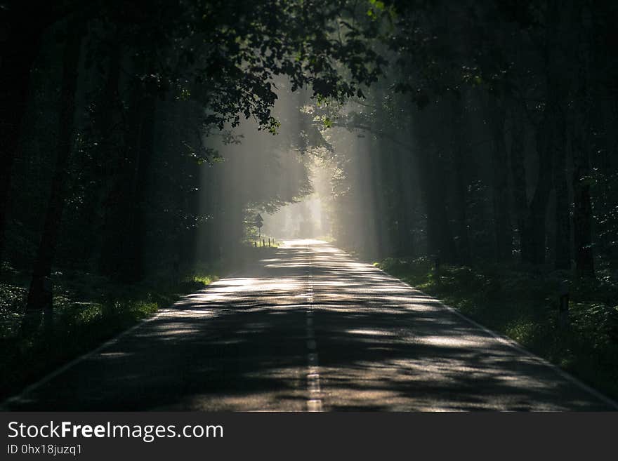 Forest, Path, Infrastructure, Woodland