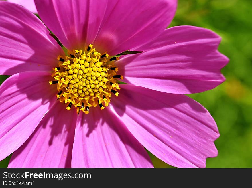 Flower, Garden Cosmos, Petal, Flowering Plant