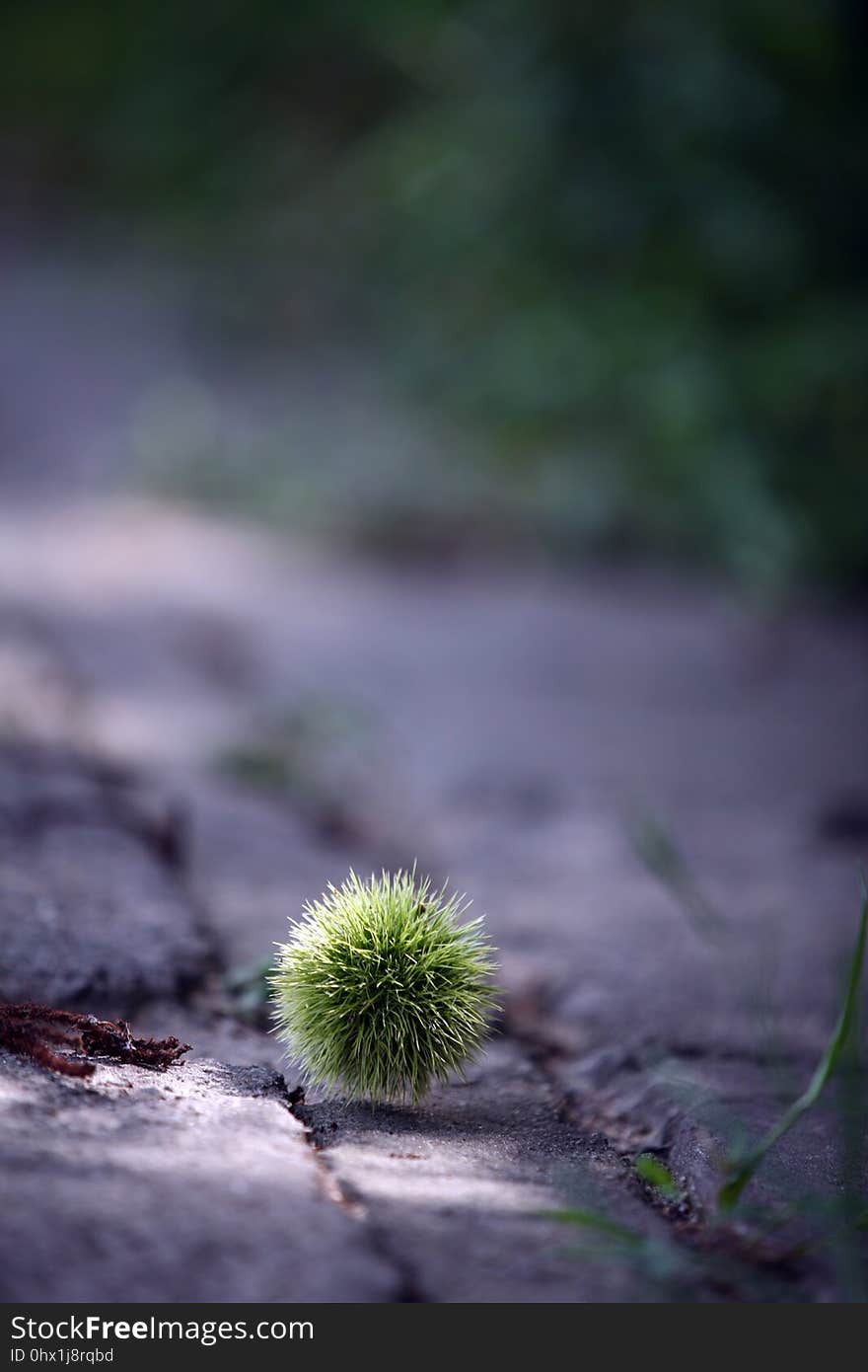 Vegetation, Flora, Close Up, Sky