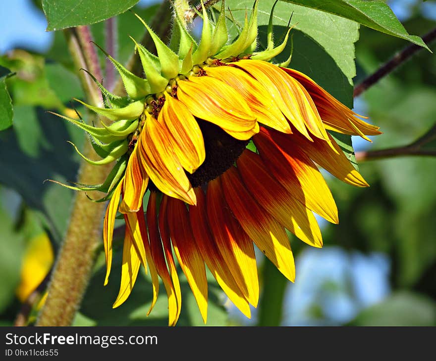 Flower, Sunflower, Plant, Flowering Plant