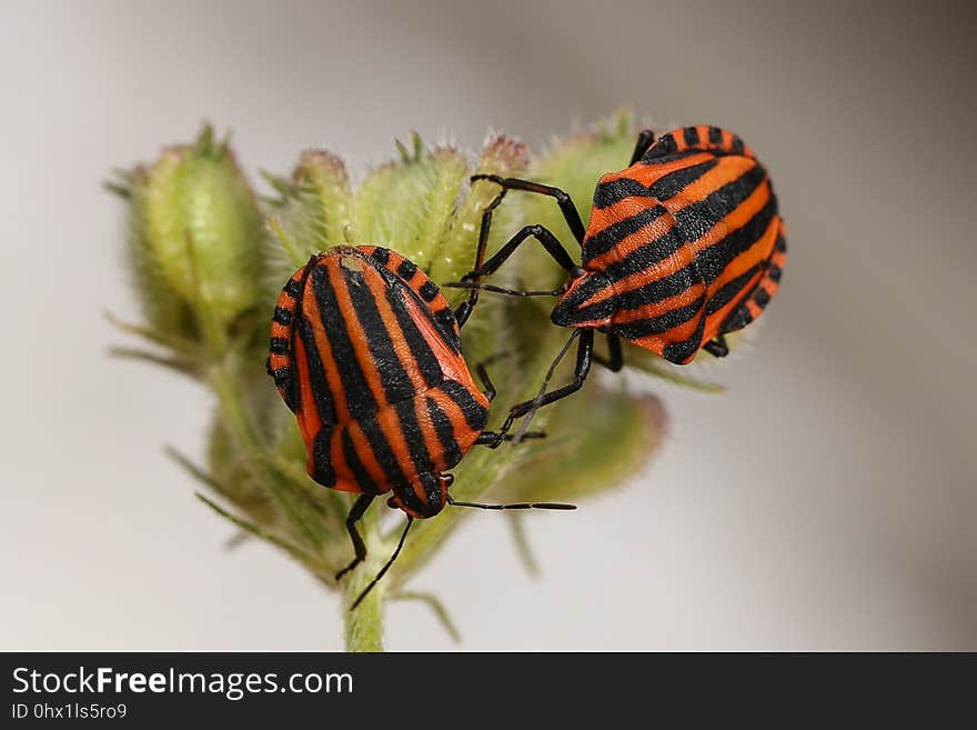 Insect, Invertebrate, Macro Photography, Close Up