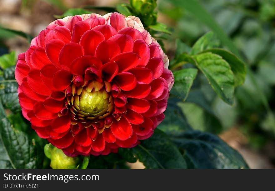 Flower, Plant, Flowering Plant, Dahlia