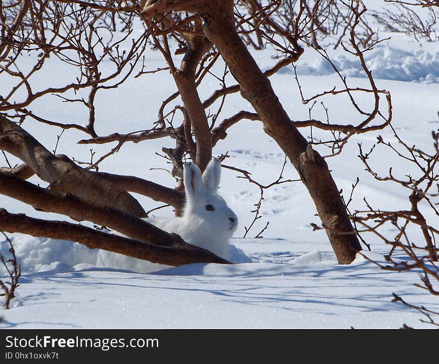 Tree, Snow, Winter, Branch