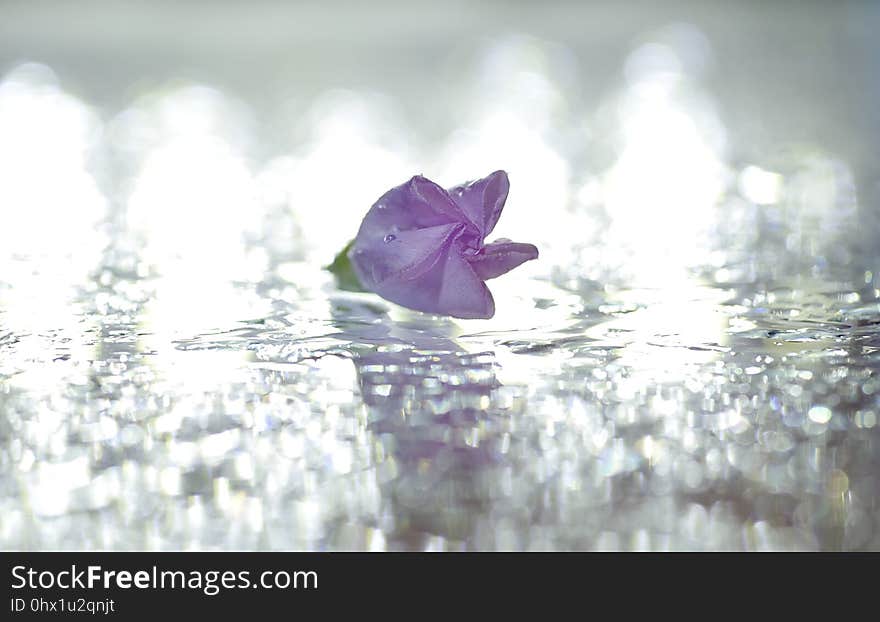 Water, Purple, Flower, Leaf