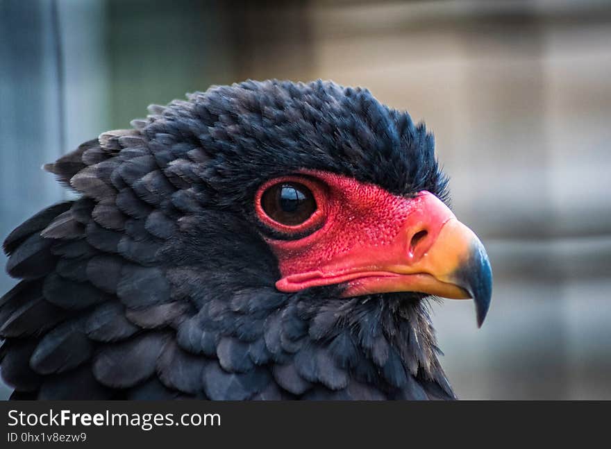 Beak, Close Up, Chicken, Galliformes