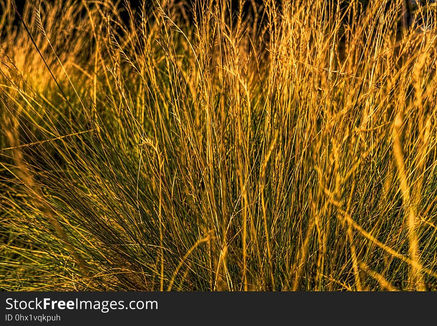 Grass, Vegetation, Ecosystem, Grass Family