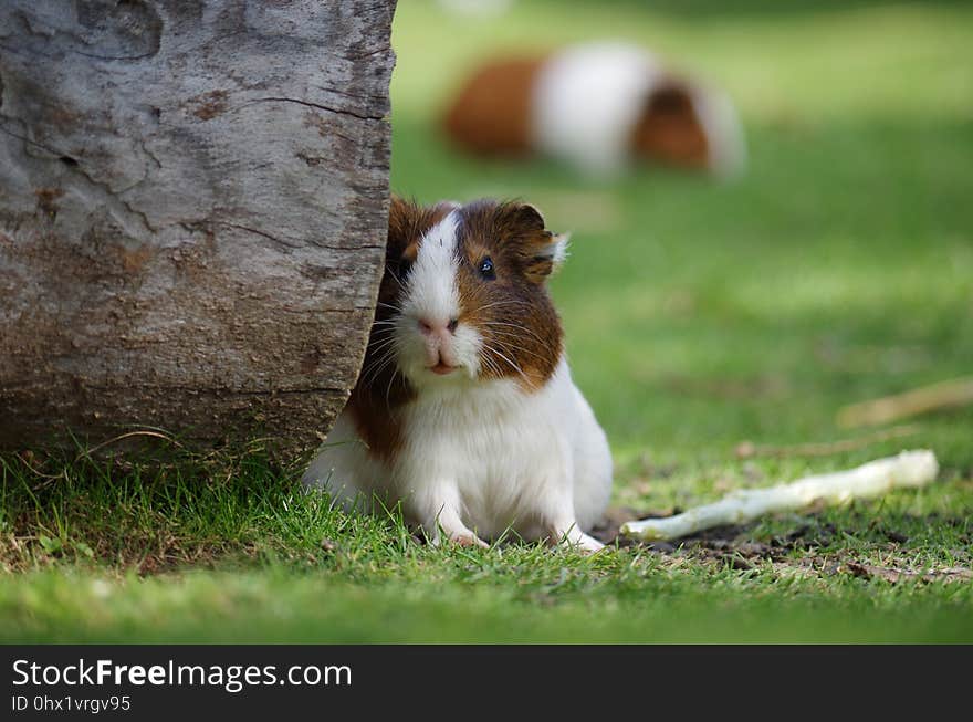 Mammal, Fauna, Grass, Guinea Pig