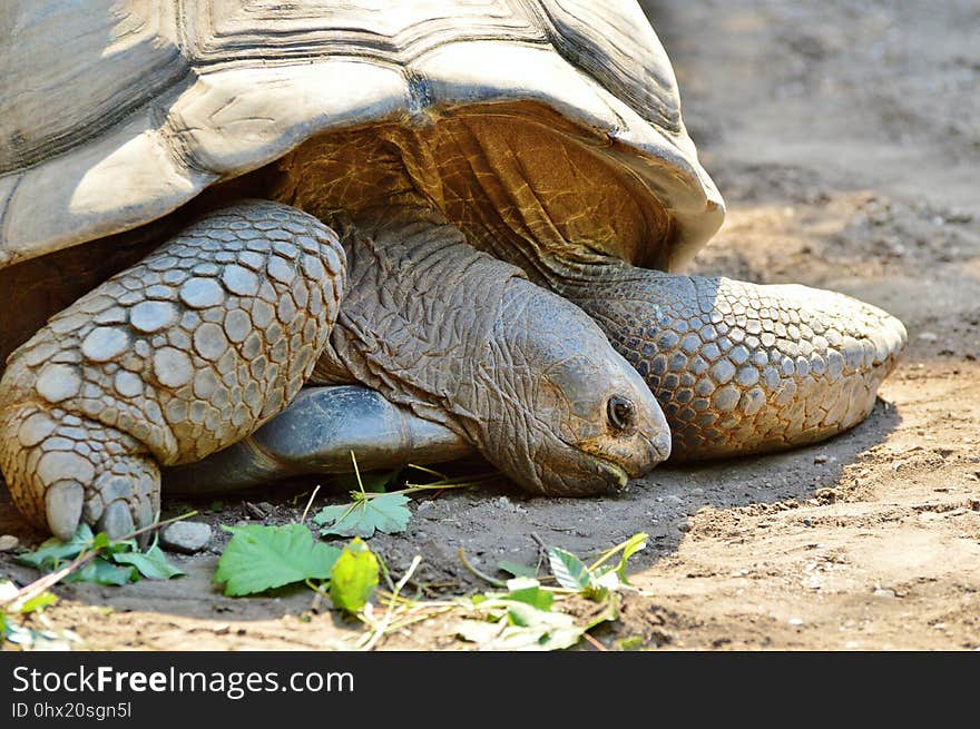 Tortoise, Turtle, Terrestrial Animal, Reptile