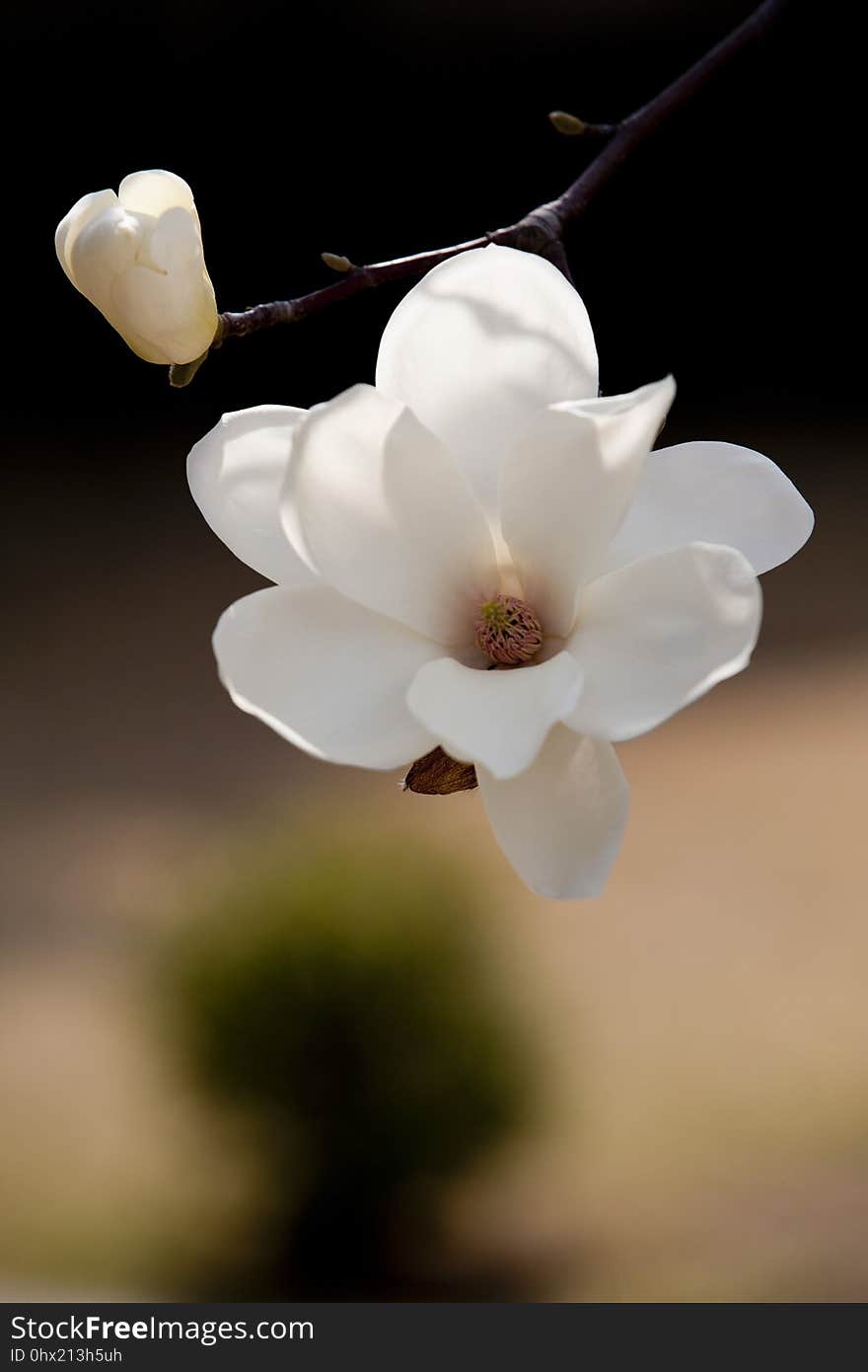 Flower, White, Plant, Blossom