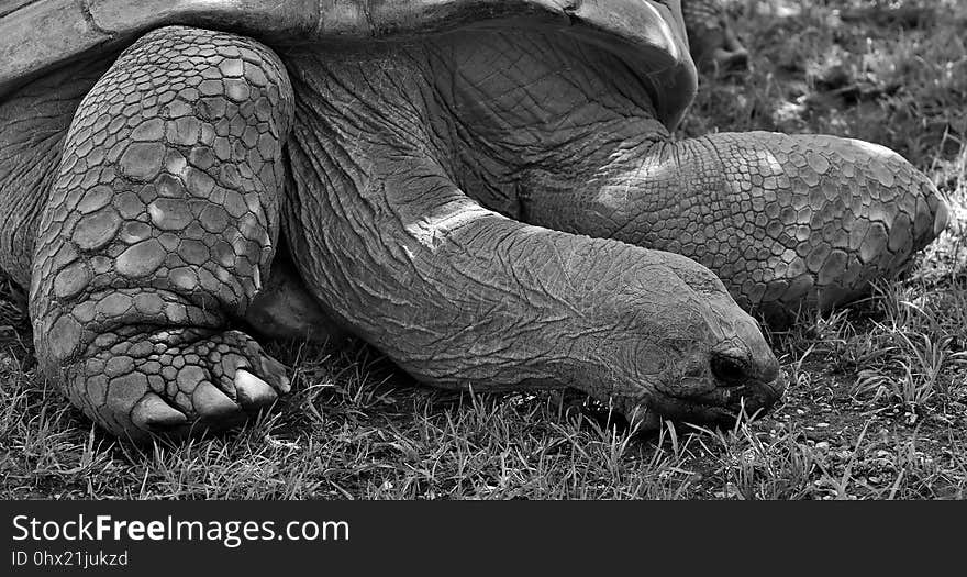 Tortoise, Turtle, Black And White, Fauna