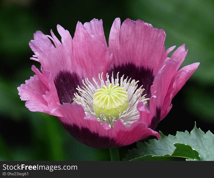 Flower, Wildflower, Plant, Flowering Plant