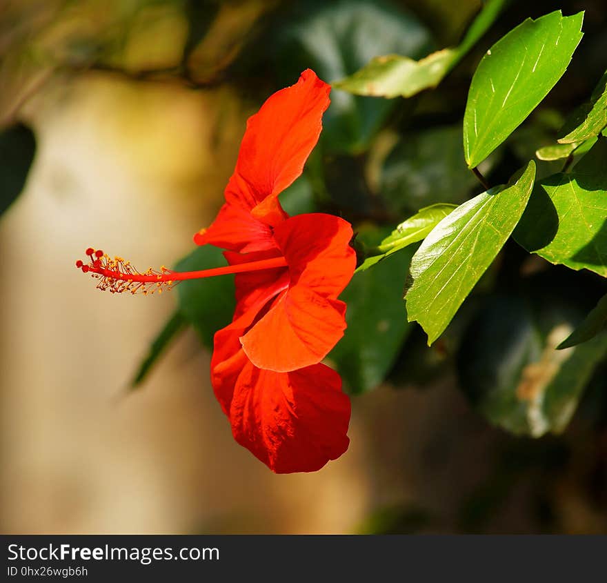 Flower, Flora, Plant, Vegetation