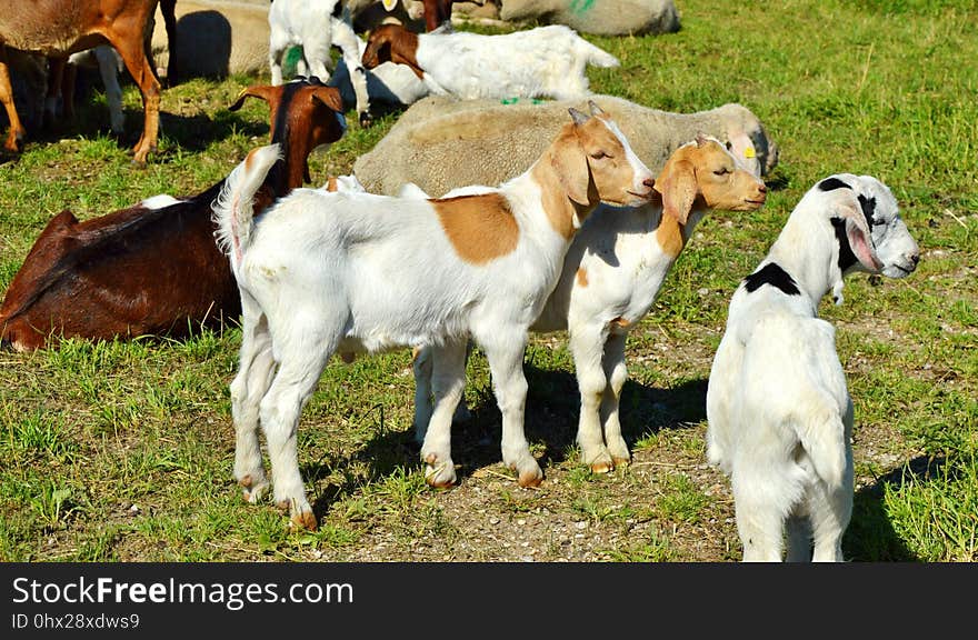 Goats, Goat, Cow Goat Family, Pasture