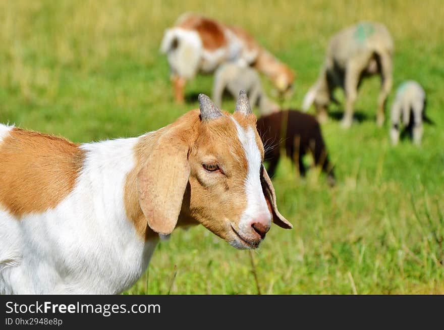 Goats, Goat, Pasture, Fauna