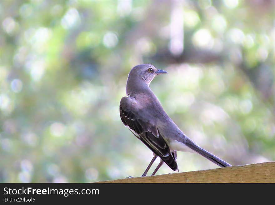 Bird, Fauna, Beak, Wildlife