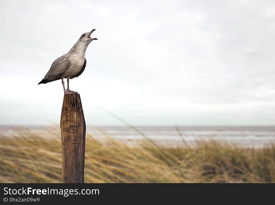 Bird, Fauna, Beak, Shore