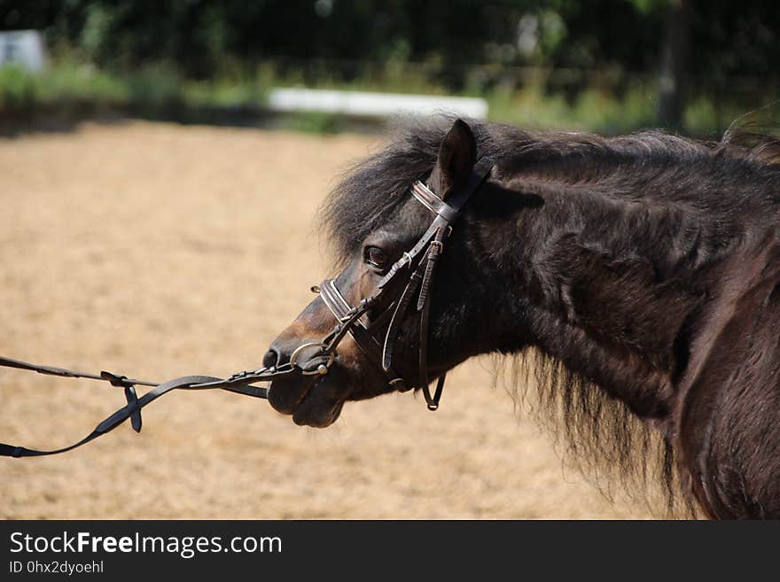 Bridle, Horse, Halter, Rein