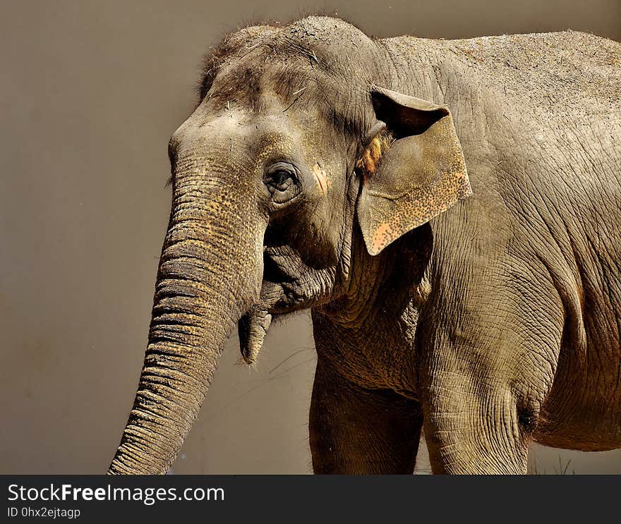 Elephant, Elephants And Mammoths, Terrestrial Animal, Indian Elephant