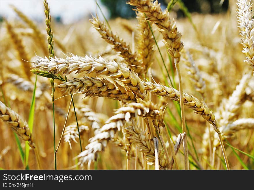 Food Grain, Wheat, Grass Family, Grain