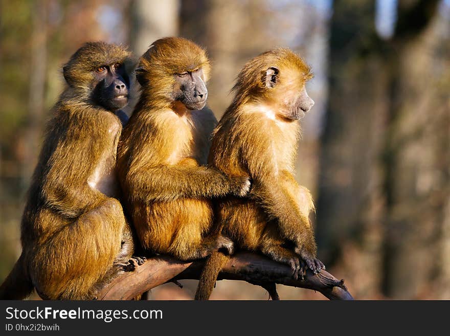 Mammal, Fauna, Primate, New World Monkey