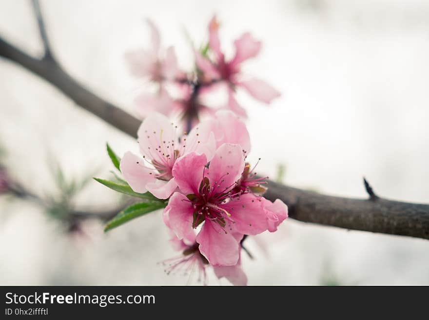 Flower, Blossom, Pink, Branch