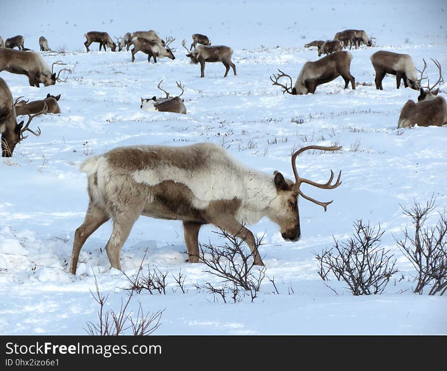 Reindeer, Wildlife, Deer, Fauna