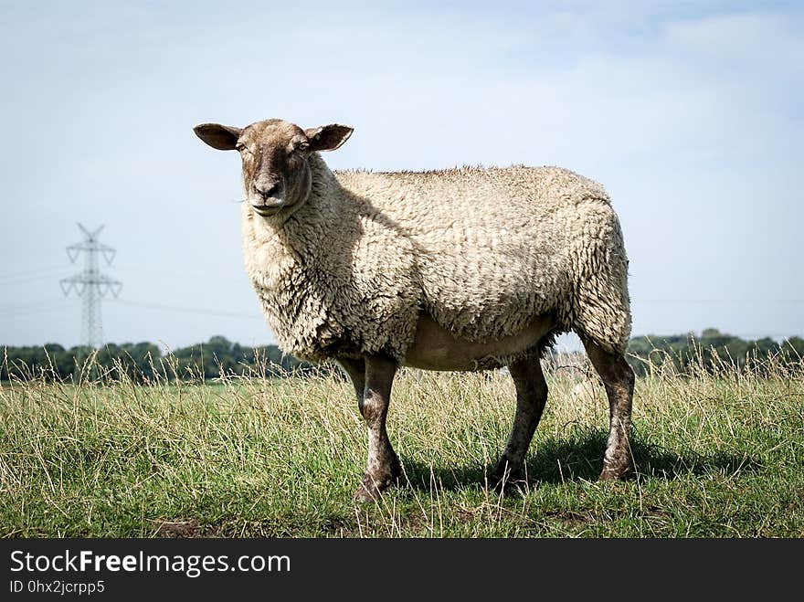 Sheep, Grassland, Pasture, Cow Goat Family