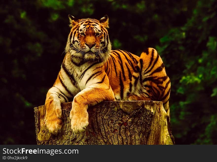 Wildlife, Tiger, Mammal, Terrestrial Animal