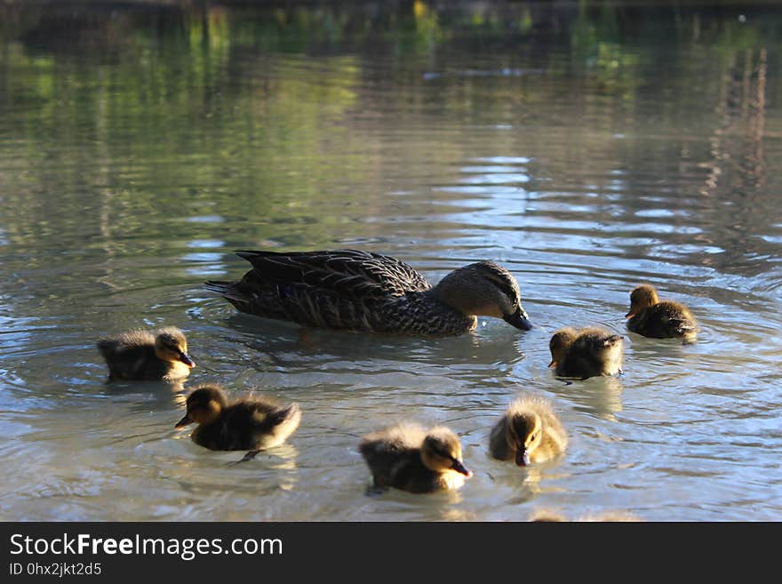 Duck, Fauna, Water Bird, Bird