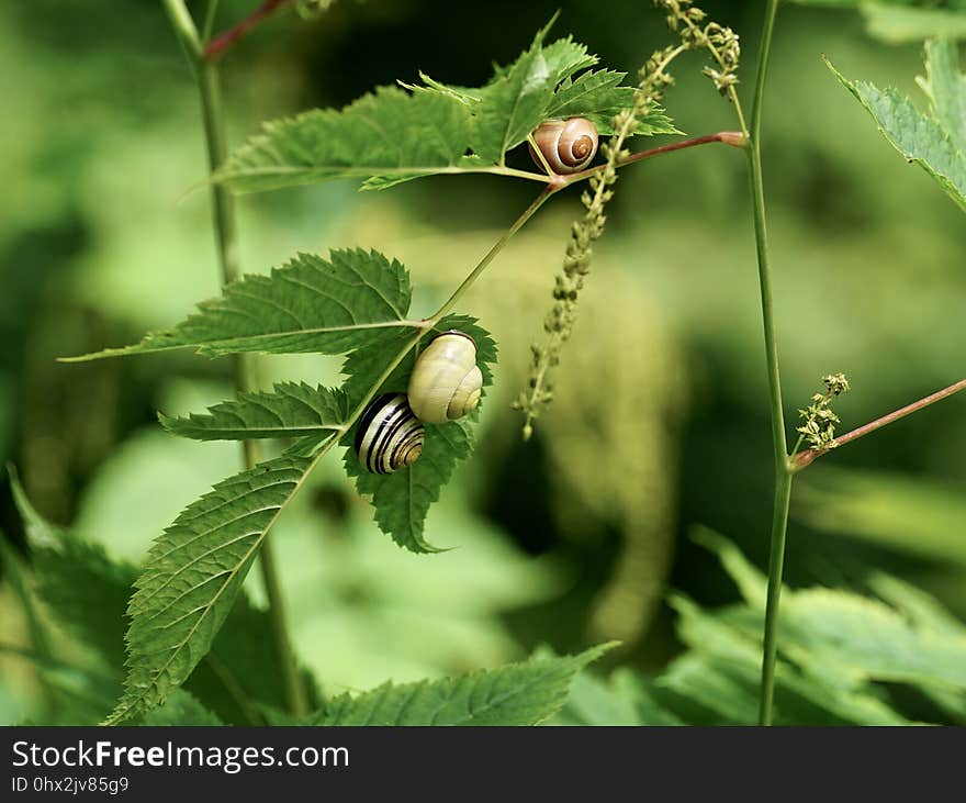 Insect, Leaf, Invertebrate