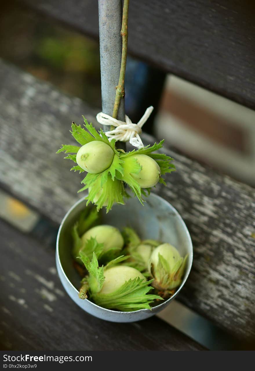 Vegetable, Plant, Floristry