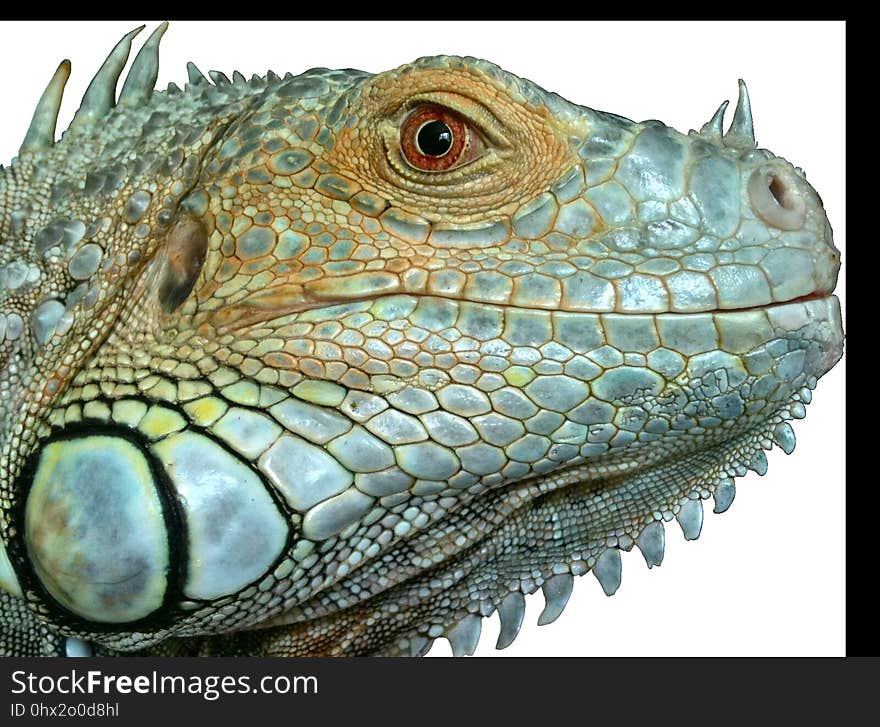 Reptile, Iguana, Scaled Reptile, Iguania