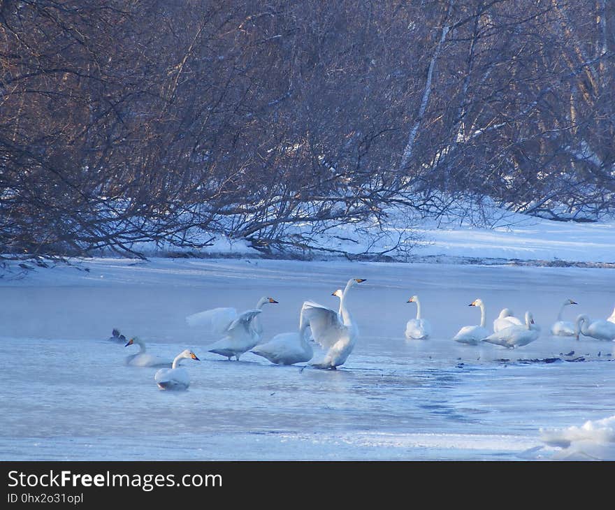 Water Bird, Bird, Swan, Arctic Ocean