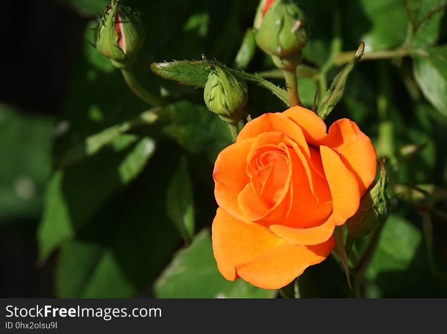 Flower, Rose Family, Rose, Yellow