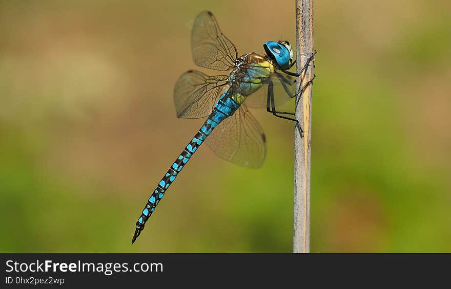 Dragonfly, Insect, Dragonflies And Damseflies, Damselfly