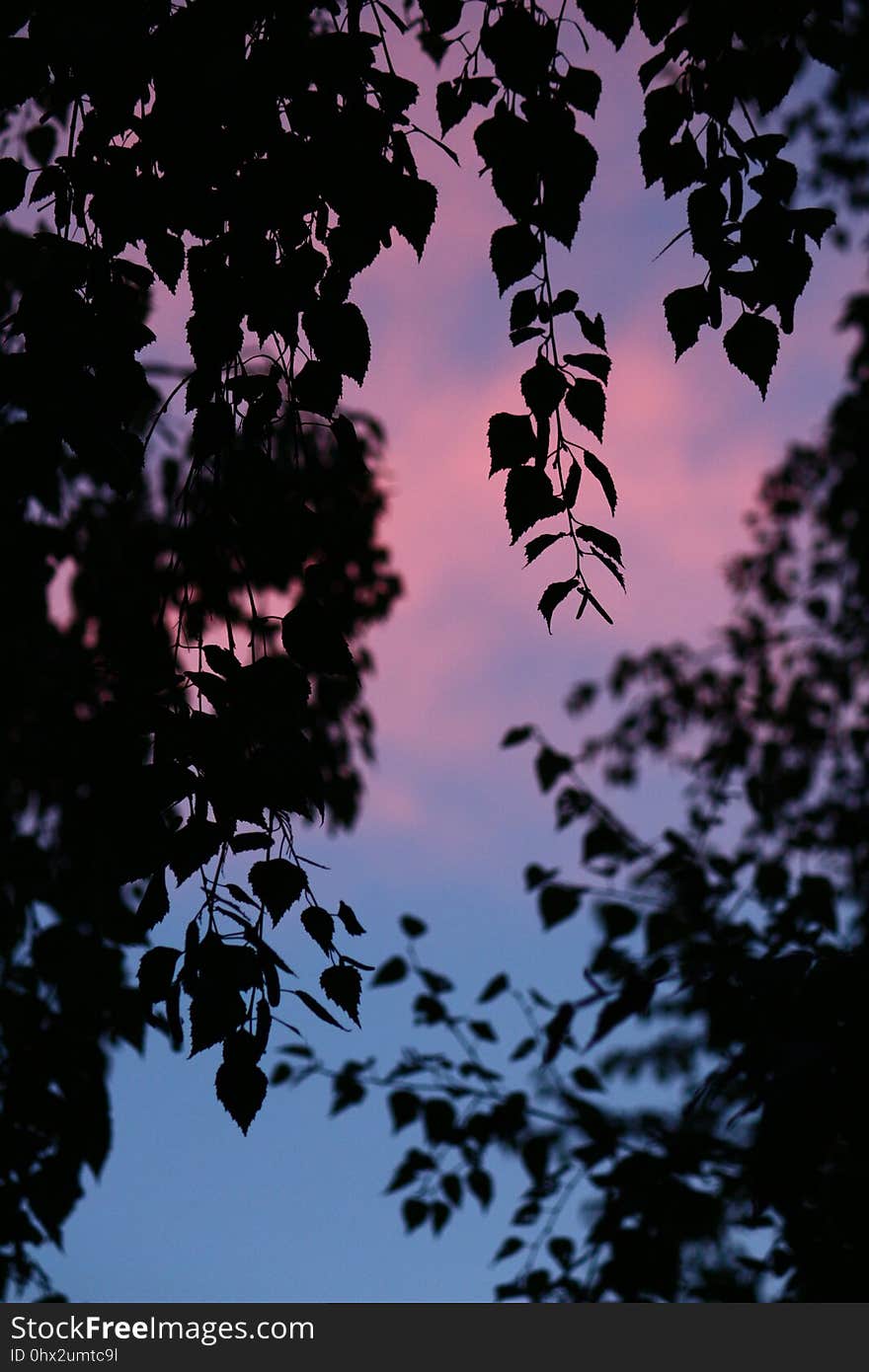 Sky, Leaf, Nature, Branch