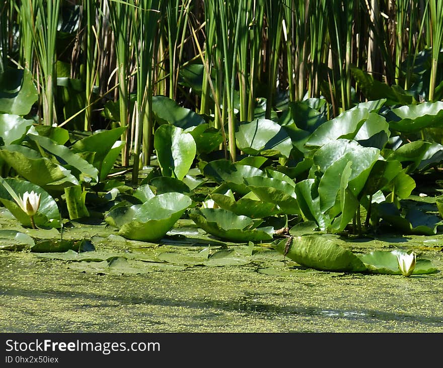 Plant, Vegetation, Ecosystem, Grass