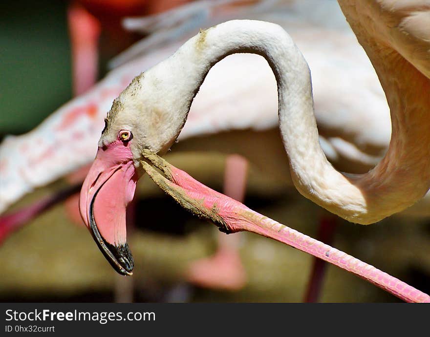 Close Up, Insect, Beak, Water Bird