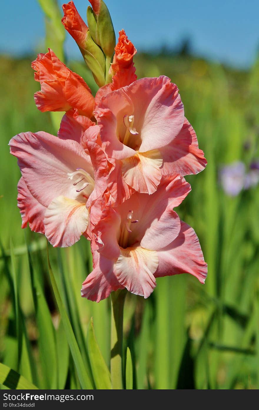 Flower, Plant, Flowering Plant, Gladiolus