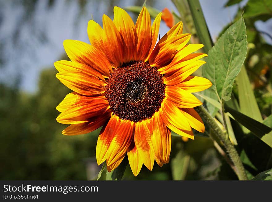 Flower, Sunflower, Yellow, Flora